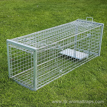 Humane Collapsible Live Animal Trap Cage Fox Traps